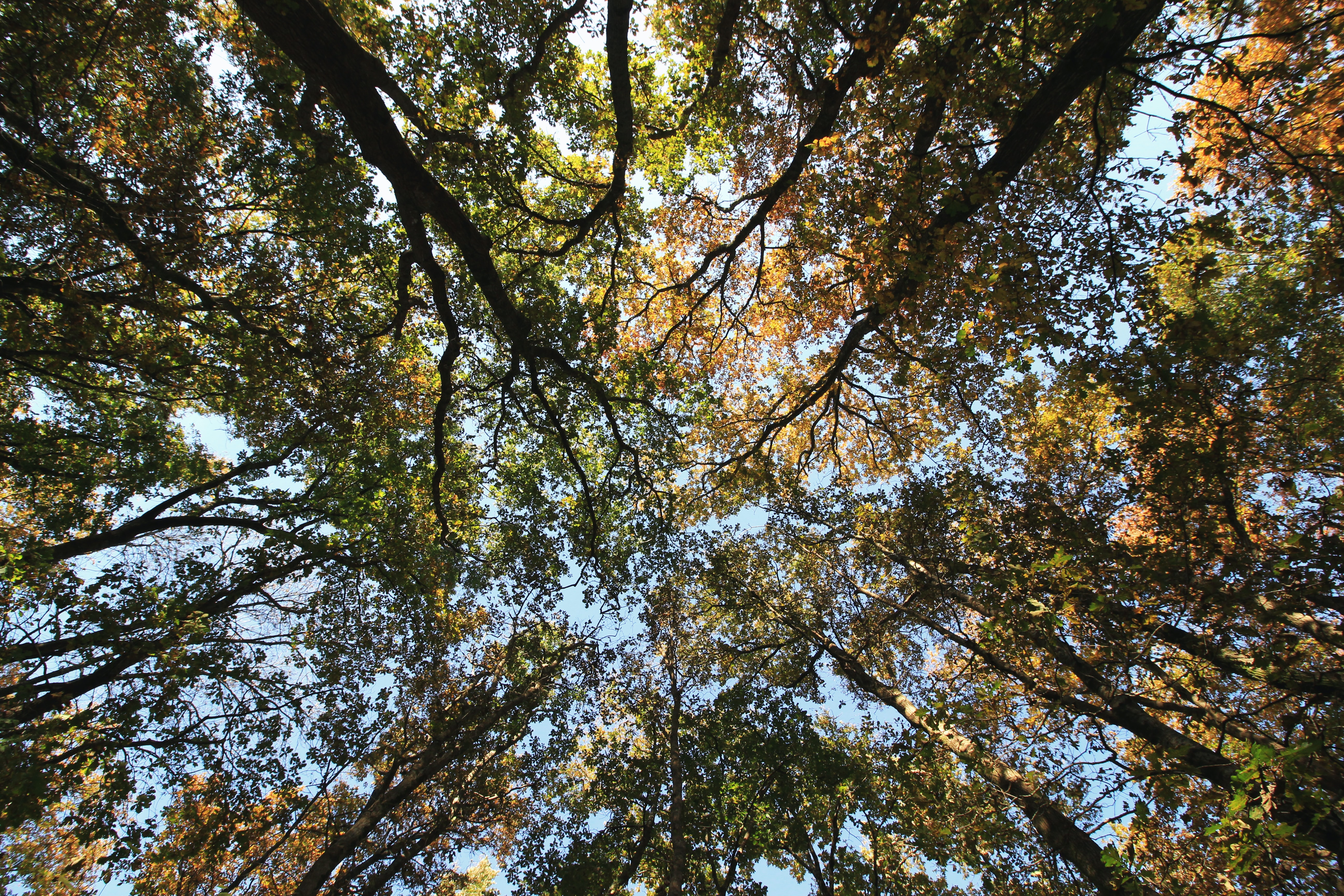 Abattage d’arbres : quand la question juridique dépasse la question écologique￼